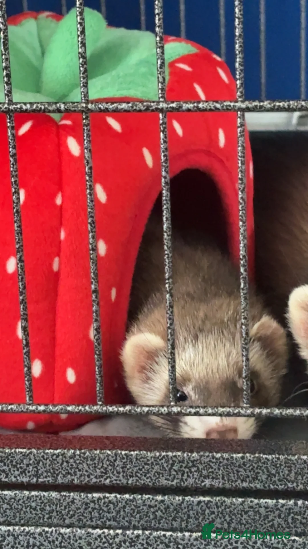 Ferret rodents for sale: Rehoming two very sweet female ferrets  - Advert 2