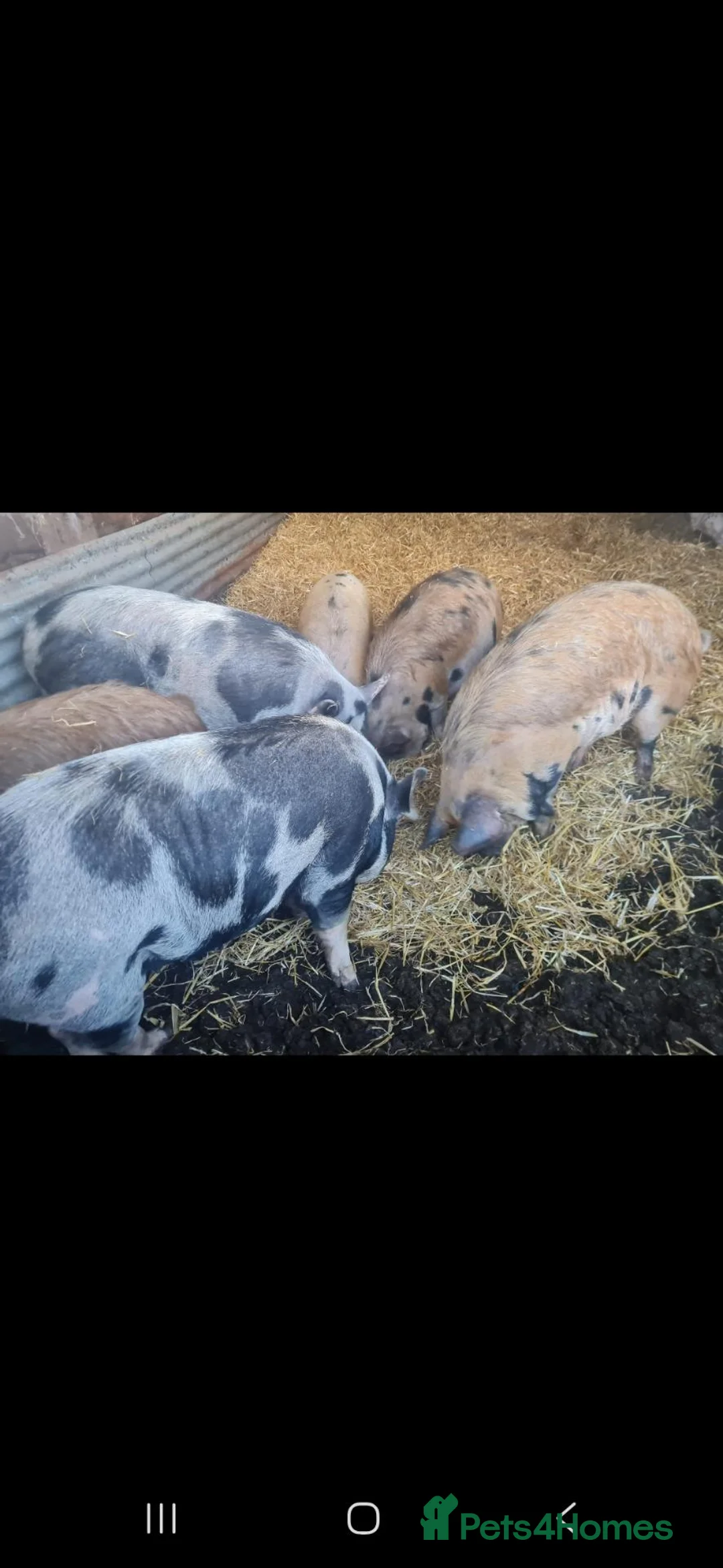 Pig livestock for sale: Kune kune gilts  - Advert 2