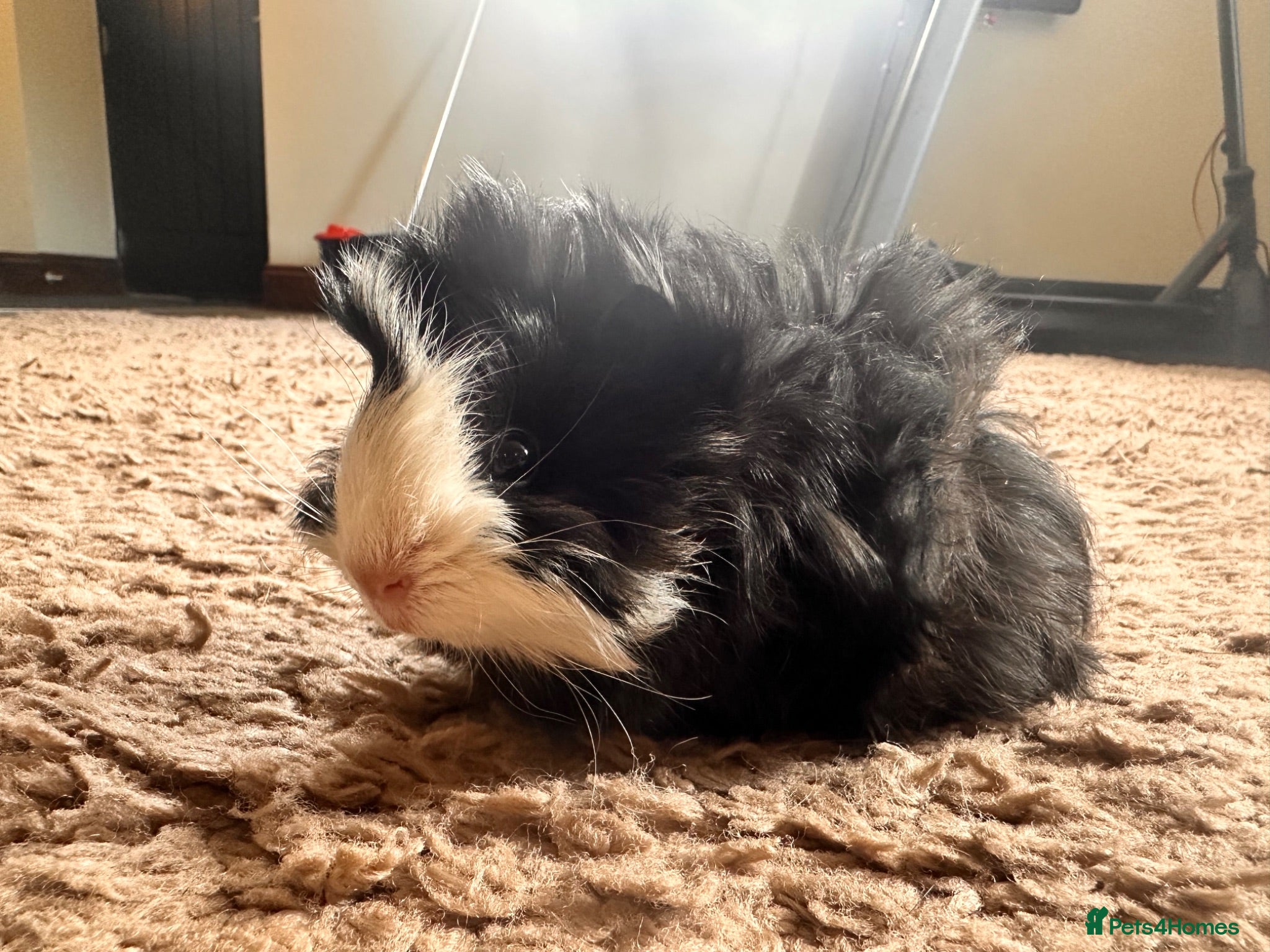 Guinea Pig rodents 8 week old long haired male guinea pig - Advert 1