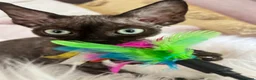 Devon Rex cats for sale:  Affectionate kittens - Advert 13