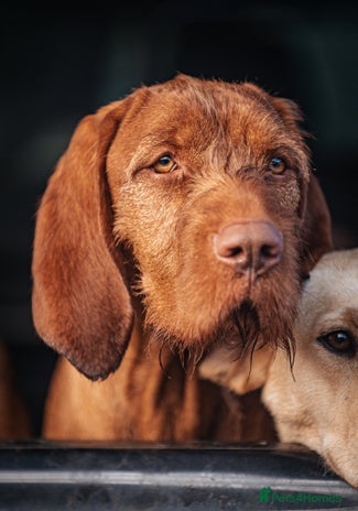 Hungarian Vizsla dogs in Inverness - Advert 1