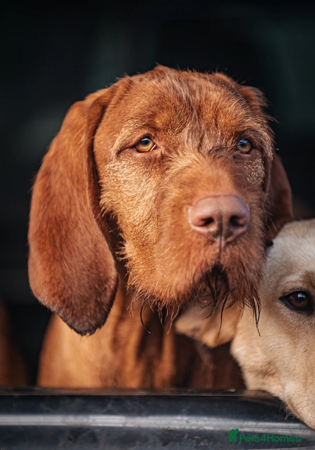 Hungarian Vizsla dogs for stud: Hungarian Wirehaired vizsla stud  in Inverness - Advert 1