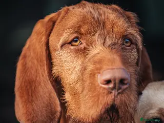 Hungarian Vizsla dogs Hungarian Wirehaired vizsla stud in Inverness - Advert 6