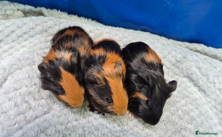 Guinea Pig rodents - Advert 1