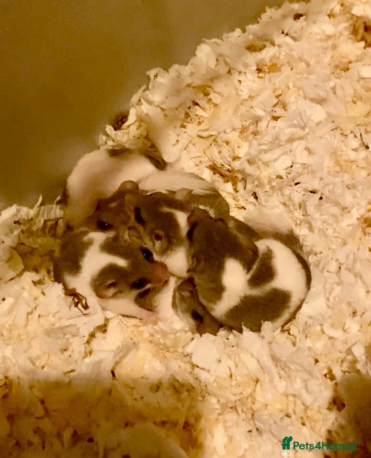 Mouse rodents More baby’s pied and standard dormice ready now  - Advert 2