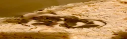 Mouse rodents for sale: More baby’s pied and standard dormice ready now  - Advert 2