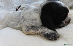 Cocker Spaniel dogs for sale: ❤️‍🔥❤️‍🔥💥Show Type Cocker Spaniel Puppies - Advert 8