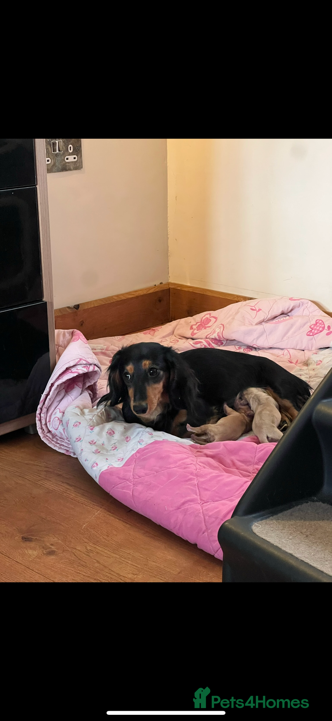 Dachshund dogs for sale: Kc.reg miniature dachshund puppies  - Image 5