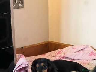 Dachshund dogs - Advert 12