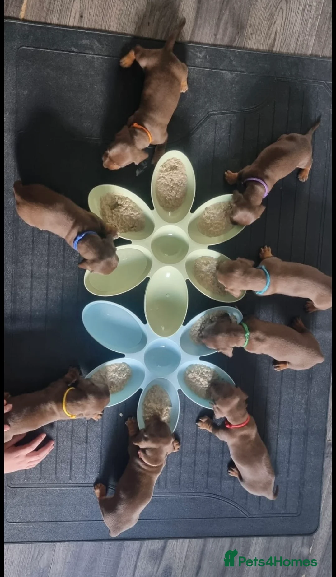 Dachshund dogs for stud: Proven Choc and Tan Dachshund for Stud in Swindon - Advert 7