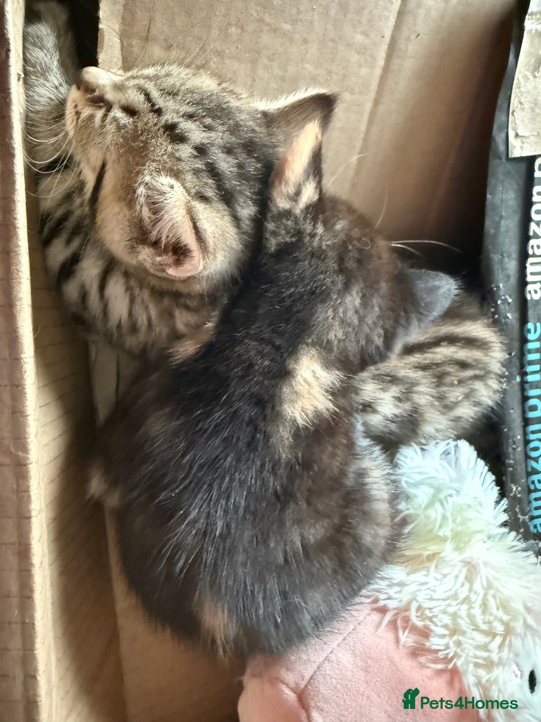 Savannah cats for sale: 3 beautiful kittens  - Image 3