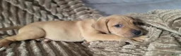 Mixed Breed dogs for sale: LAST ONE Mastiff Bordeaux Puppies  - Advert 16