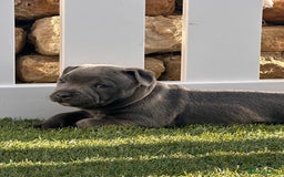 Staffordshire Bull Terrier dogs for sale: Blue Female Staffordshire Bull Terrier - Image 2