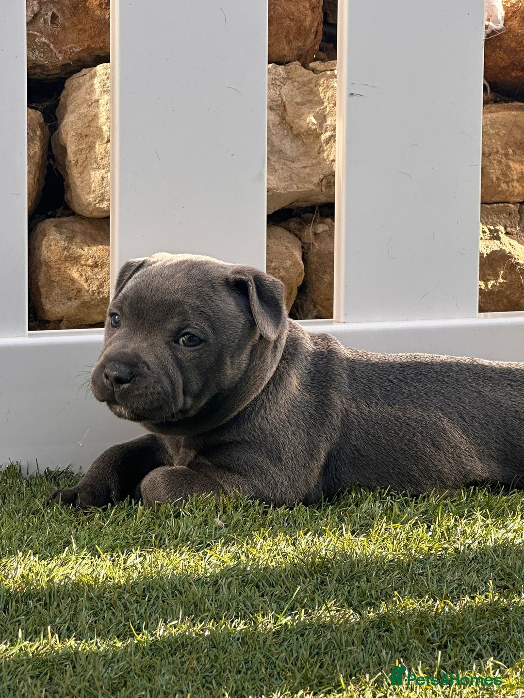 Staffordshire Bull Terrier dogs for sale: Blue Female Staffordshire Bull Terrier - Image 2