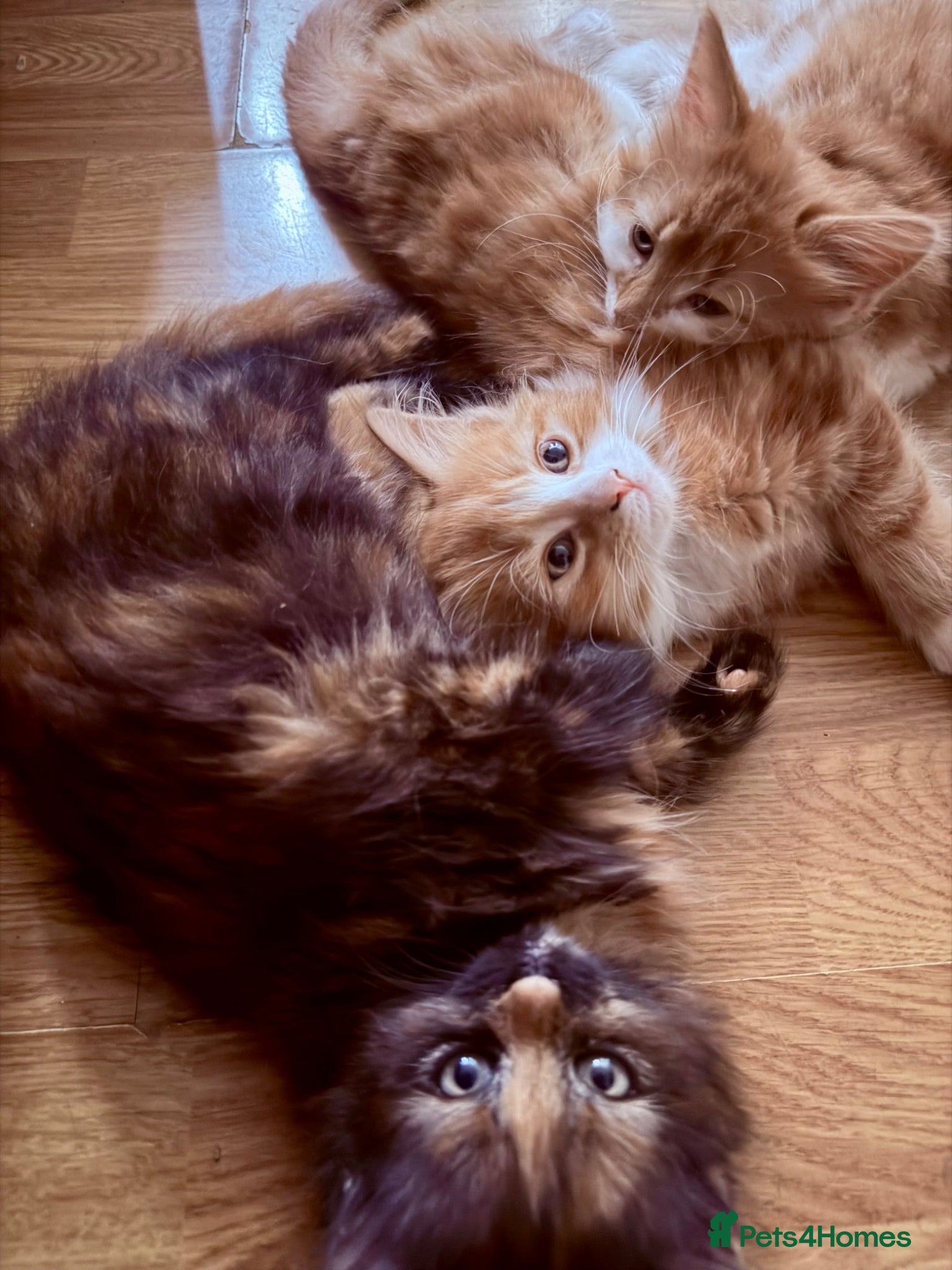 Mixed Breed cats for sale: 3 Sweet kittens available.  - Advert 2