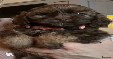 Cockapoo dogs 🩷READY TO LEAVE - Beautiful F1 Cockapoo pups  - Advert 16