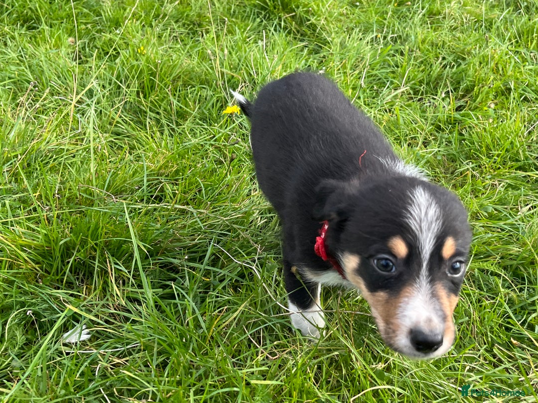 Border Collie dogs for sale: 4 border collie males looking for forever homes  - Image 2