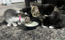 Mixed Breed cats for sale: Friendly kittens  - Image 6