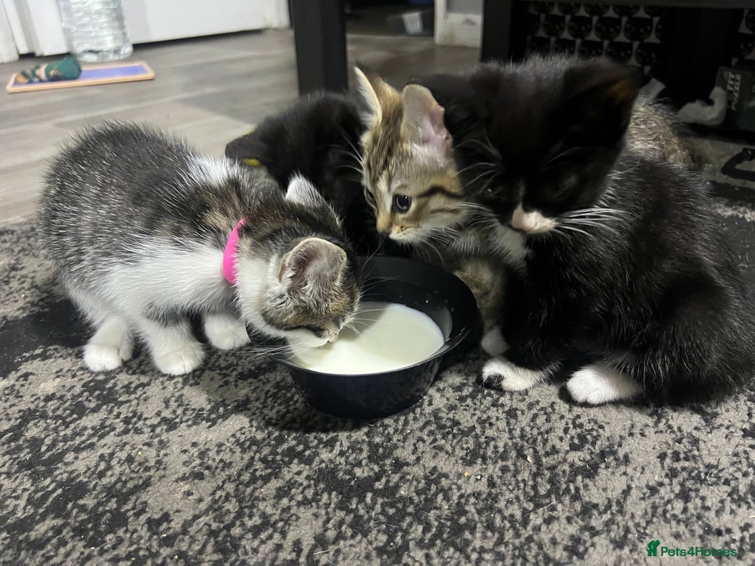 Mixed Breed cats for sale: Friendly kittens  - Image 6