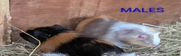Guinea Pig rodents for sale: Beautiful Baby Guinea Pigs - Males  - Advert 11