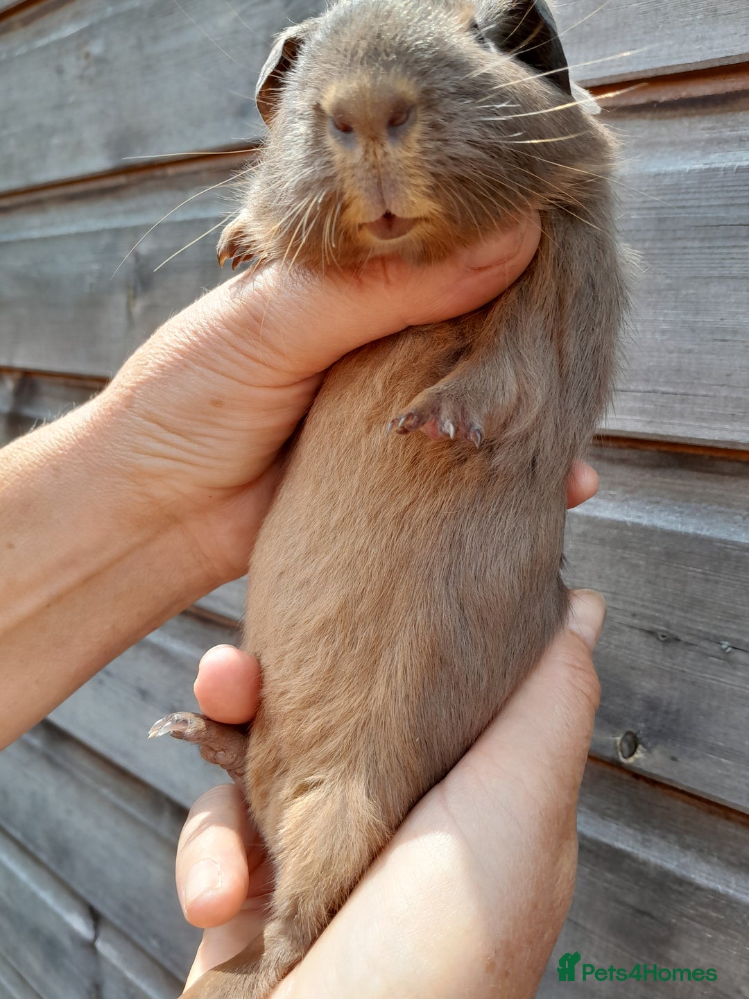 Guinea Pig rodents for sale: A pair of baby boys looking for a loving home. - Image 3
