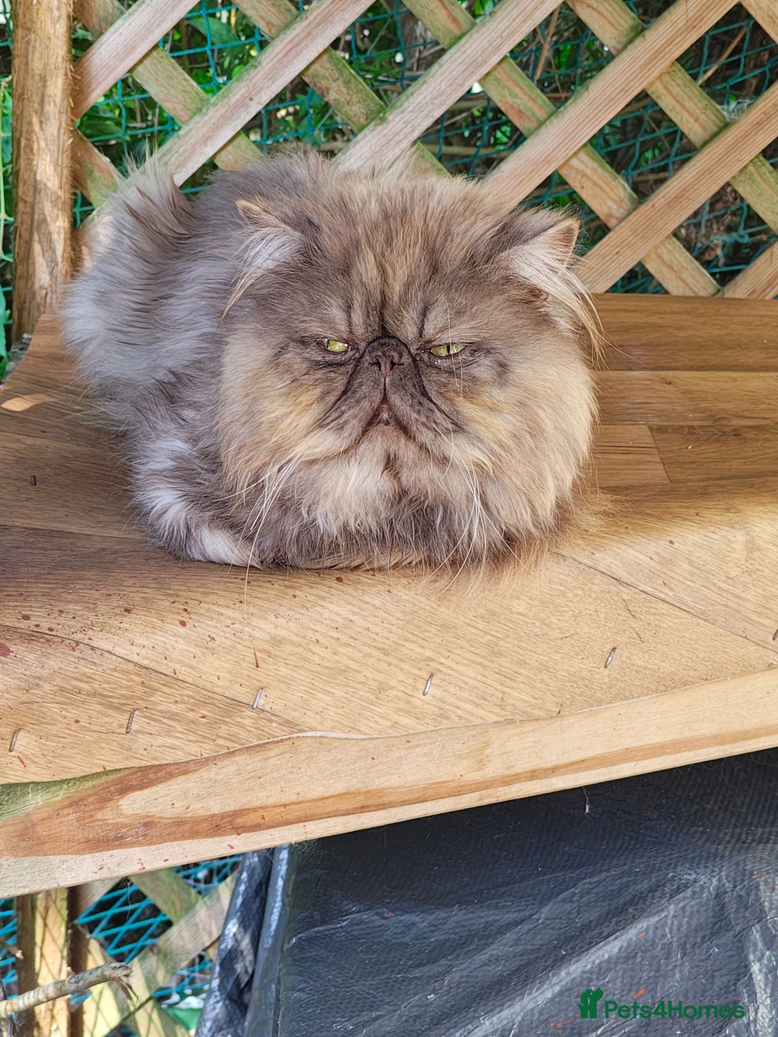 Persian cats Pure Persian long hair kitten  - Advert 1