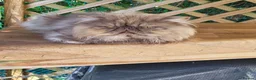 Persian cats for sale: Pure Persian long hair kitten  - Advert 7