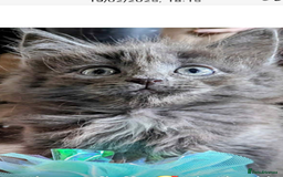 Ragcoon cats for sale: Stunning RAGCOON Kittens  - Advert 2