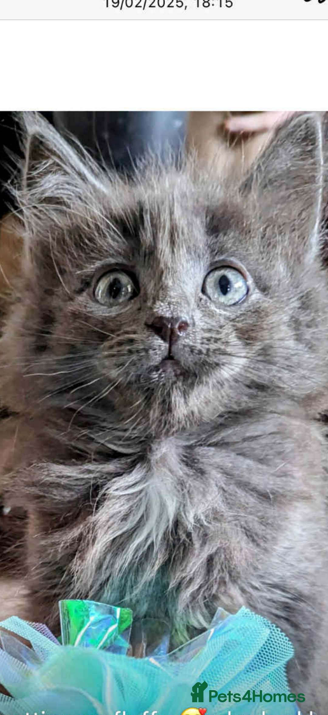 Ragcoon cats for sale: Stunning RAGCOON Kittens  - Advert 2