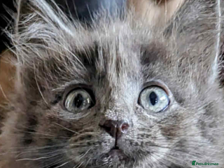 Ragcoon cats Stunning RAGCOON Kittens - Advert 2