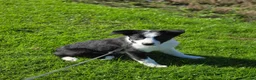 Border Collie dogs for sale: Classic Border collie for sale in Saint Helens - Advert 3
