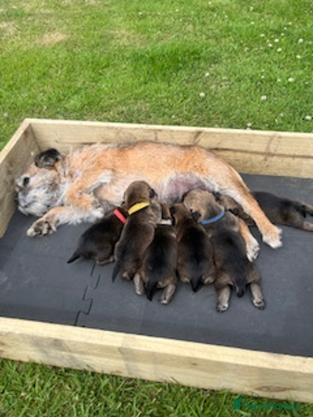 Border Terrier dogs for sale: Border Terrier Pups - KC registered - Image 2