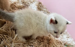 Mixed Breed cats for sale: 5 x gorgeous mixed kittens (4 left) - Image 9
