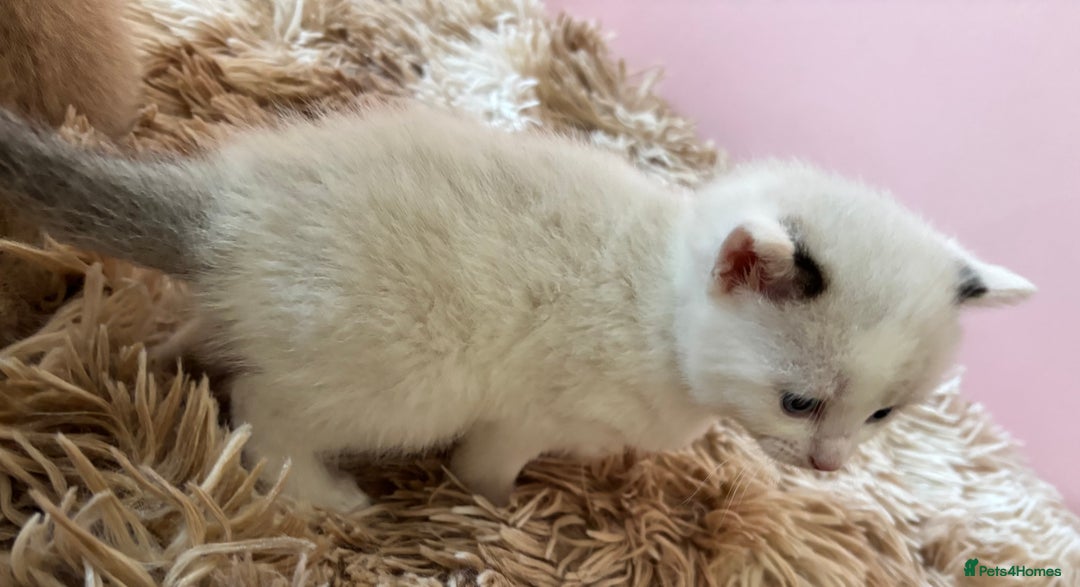 Mixed Breed cats for sale: 5 x gorgeous mixed kittens (4 left) - Image 9