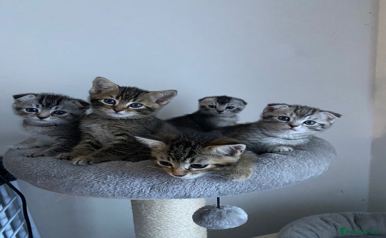 Scottish Fold cats - Advert 6