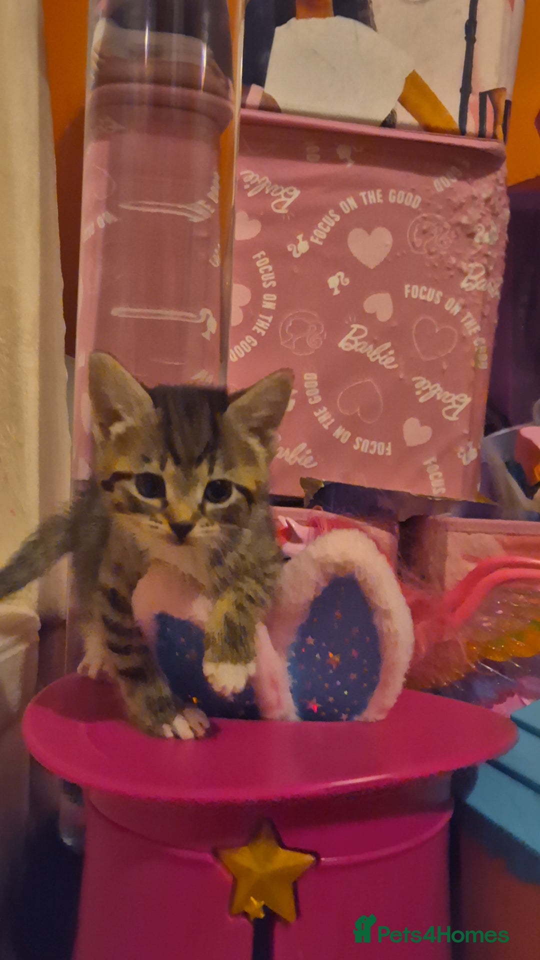 Mixed Breed cats for sale: Kittens for sale - Image 2