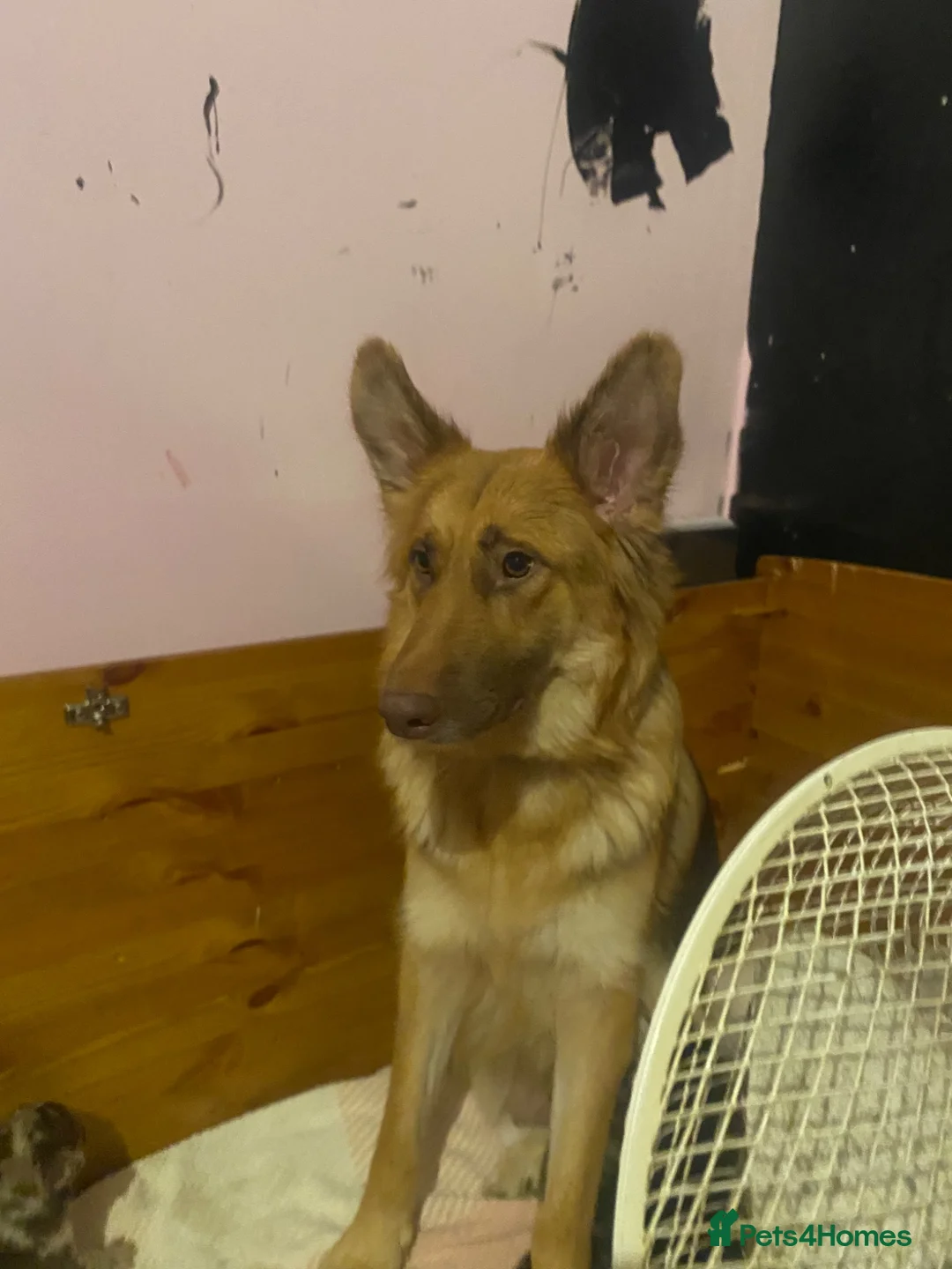 Mixed Breed dogs for sale: Cane shepherds - Advert 14