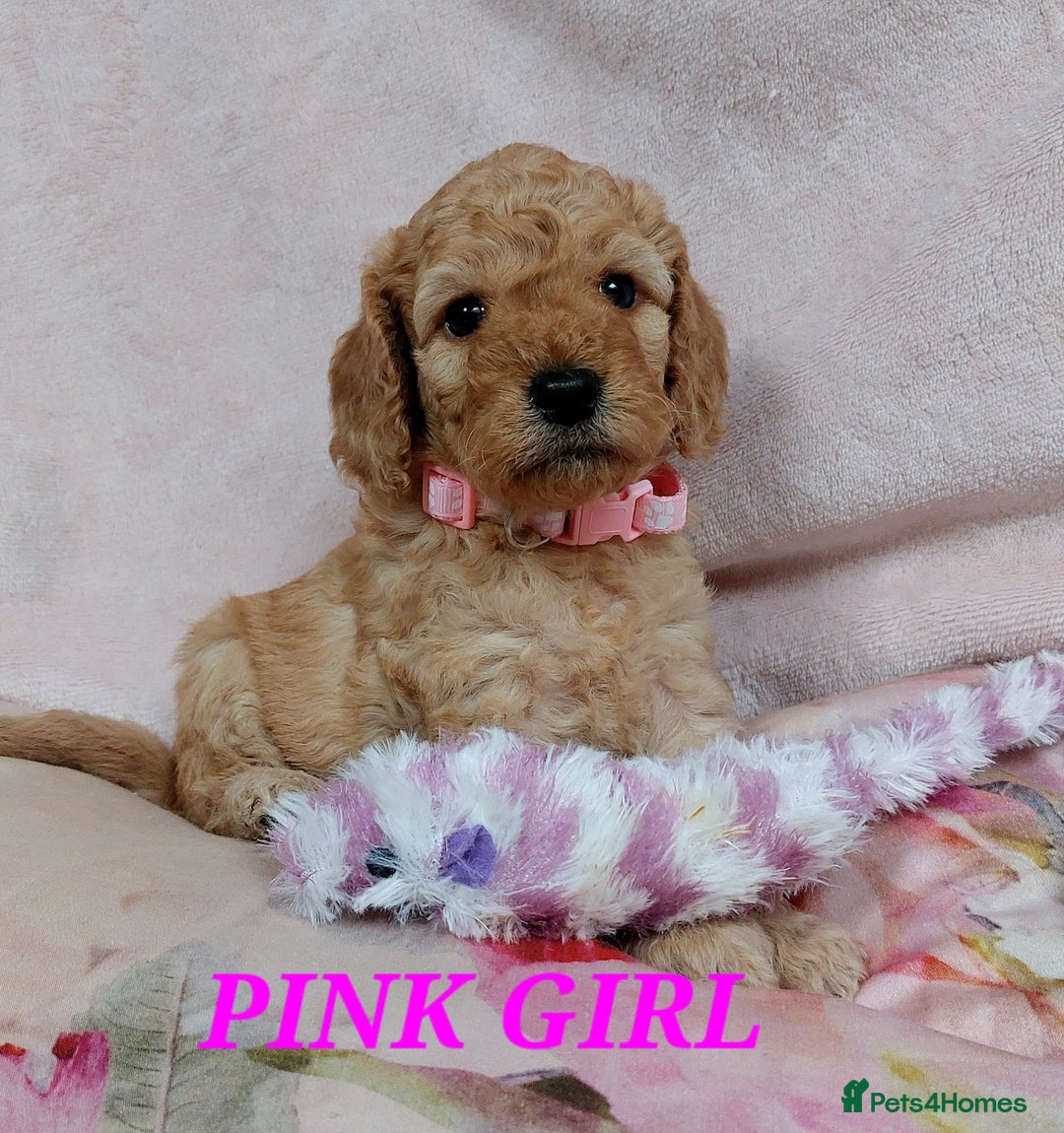 Cockapoo dogs for sale: Home bred, well socialised, trained,F1b cockapoos  - Advert 3