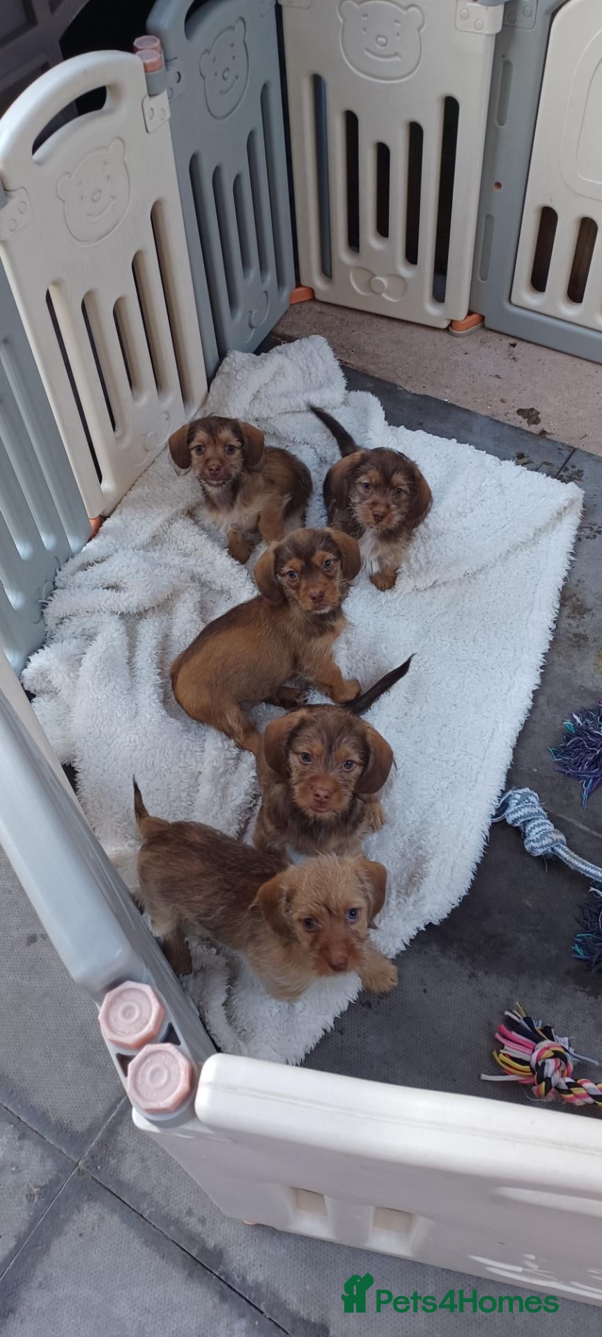Mixed Breed dogs Imperial ShihTzu x Miniature Dachshund Ready Now  - Advert 1