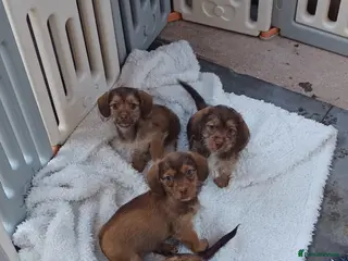 Mixed Breed dogs Imperial ShihTzu x Miniature Dachshund Ready Now - Advert 6