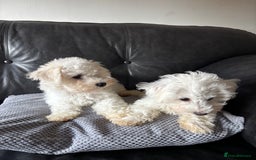 Bichon Frise dogs for sale: Bichon Frise Puppies- Ready to leave  - Image 5