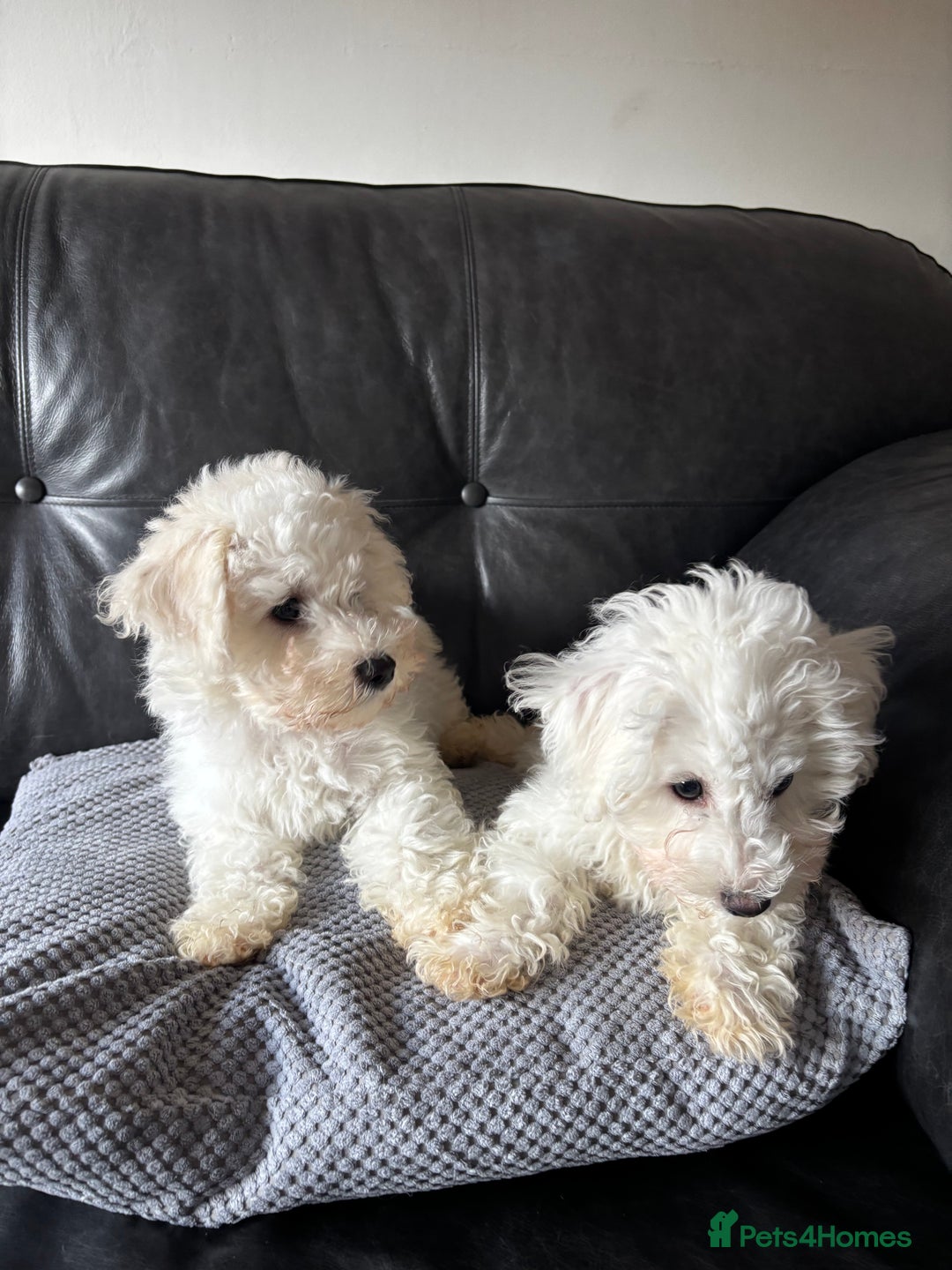 Bichon Frise dogs for sale: Bichon Frise Puppies- Ready to leave  - Image 5
