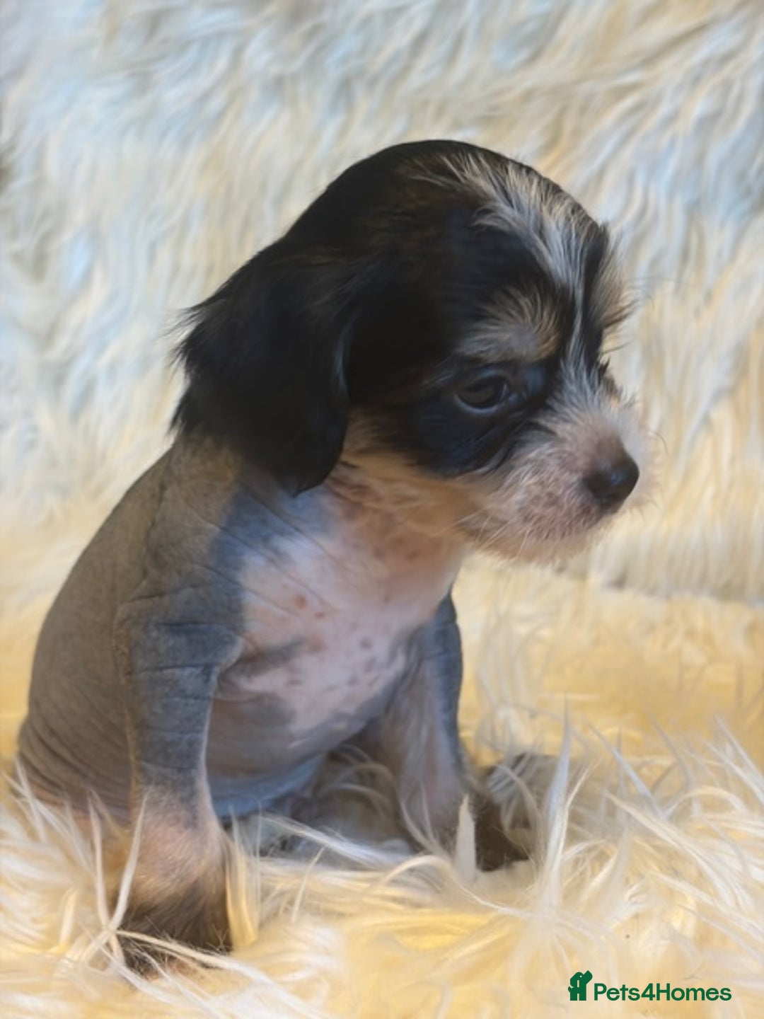 Chinese Crested dogs for sale: KC Reg Chinese created puppies - Advert 12