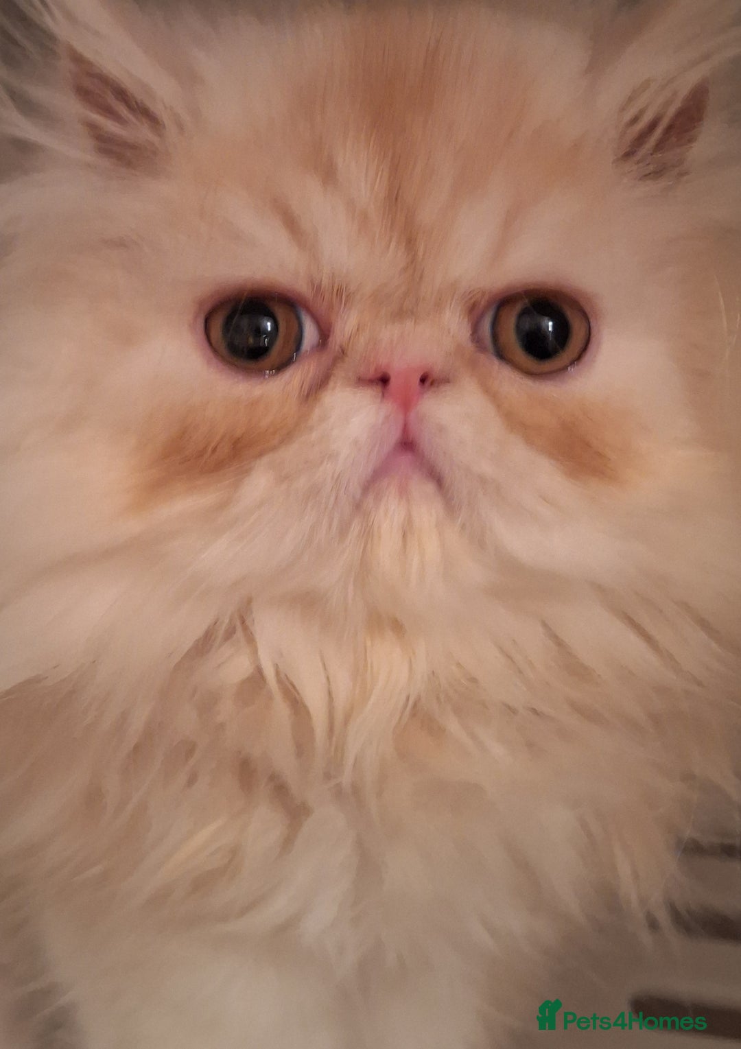Persian cats for sale: 1  beautiful  stunning male persian available  - Advert 7