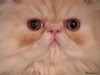 Persian cats 1 beautiful stunning male persian available - Advert 2