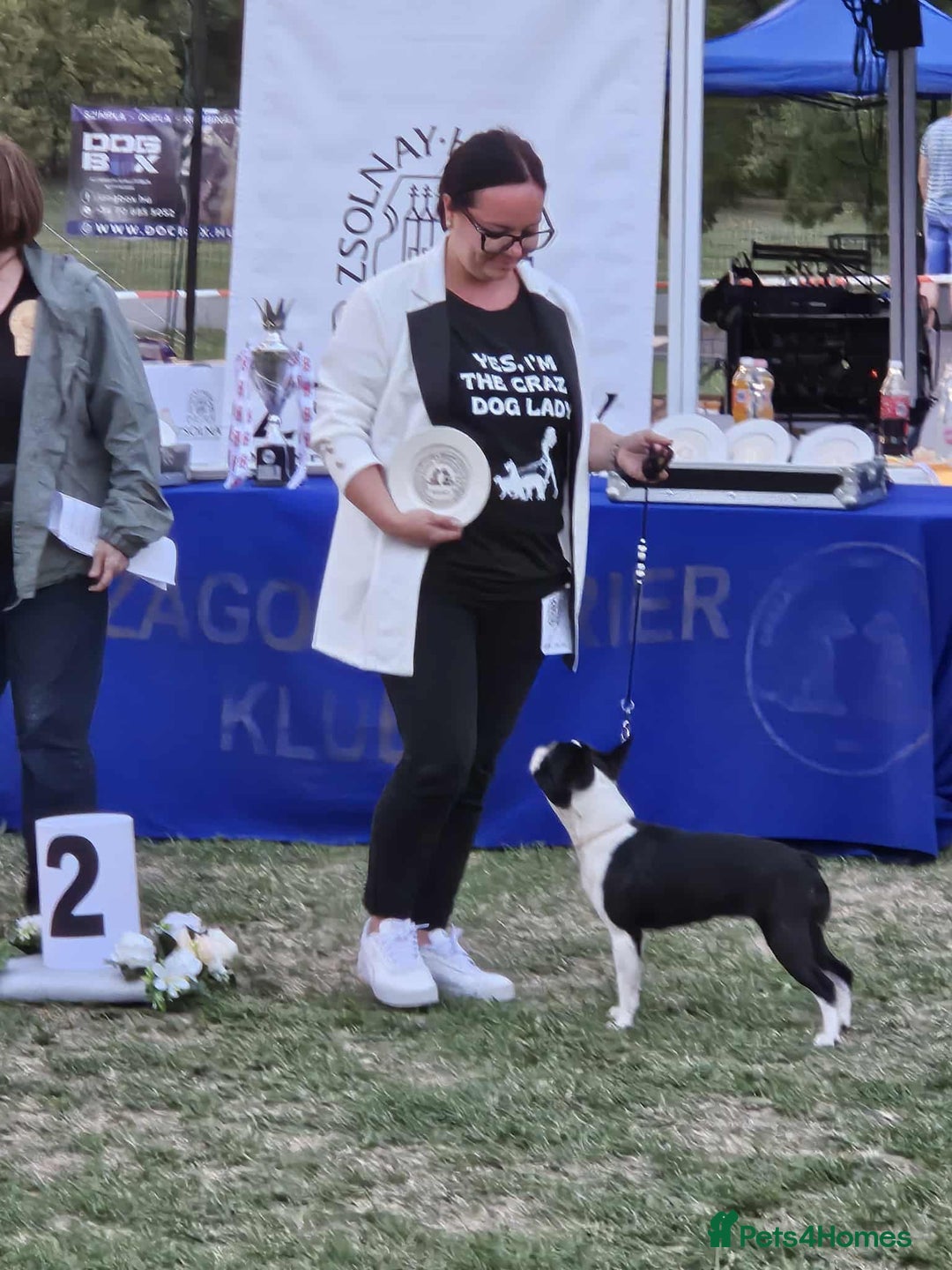 Boston Terrier dogs for sale: Boston terrier puppies - Advert 11