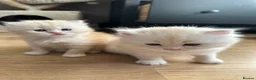 British Longhair cats for sale: Beautiful British Longhair Boys!! in Slough - Advert 5