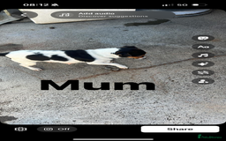 Jack Russell dogs for sale: Jack Russell Pure Breed Puppy’s  - Image 38