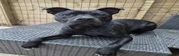 Staffordshire Bull Terrier dogs for adoption: Murphy - Advert 1