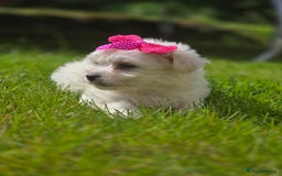 Maltese dogs for sale: ✨️Tiny Maltese. Only 2 boys and 1 girl left✨️ - Image 10